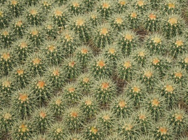 Cactus